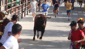Dos barriopedros y el peñajara dieron un entretenido último encierro de Fiestas en Cabanillas