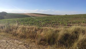 El Defensor del Pueblo da la razón al PP de Jirueque por la falta de transparencia del alcalde socialista