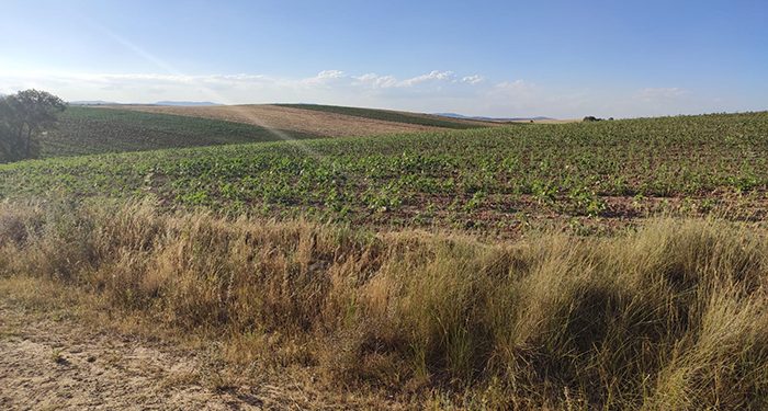 El Defensor del Pueblo da la razón al PP de Jirueque por la falta de transparencia del alcalde socialista 1 El Defensor del Pueblo da la razón al PP de Jirueque por la falta de transparencia del alcalde socialista