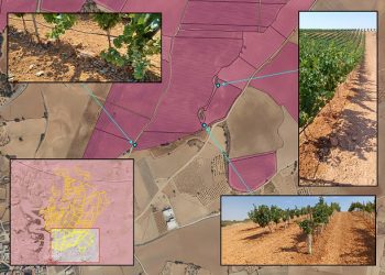 La Confederación Hidrográfica del Júcar detecta 120 hectáreas de viñedo en El Peral regándose de forma ilegal