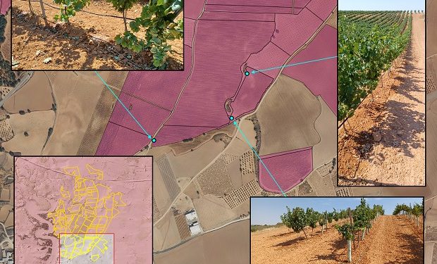 La Confederación Hidrográfica del Júcar detecta 120 hectáreas de viñedo en El Peral regándose de forma ilegal