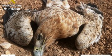 La Guardia Civil de Cuenca detiene a seis personas por el envenenamiento de tres águilas imperiales y dos milanos reales