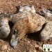Ecologistas en Acción denuncia que el caso de envenenamiento de fauna más grave de los últimos años en la provincia de Cuenca sigue sin ser juzgado 3 La Guardia Civil de Cuenca detiene a seis personas por el envenenamiento de tres águilas imperiales y dos milanos reales