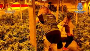 La Guardia Civil y la Policía Nacional desmantelan una plantación de marihuana “indoor” en Quer