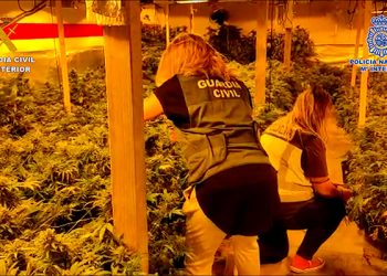 La Guardia Civil y la Policía Nacional desmantelan una plantación de marihuana “indoor” en Quer