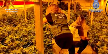 La Guardia Civil y la Policía Nacional desmantelan una plantación de marihuana “indoor” en Quer
