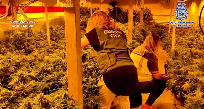 La Guardia Civil y la Policía Nacional desmantelan una plantación de marihuana “indoor” en Quer 1 La Guardia Civil y la Policía Nacional desmantelan una plantación de marihuana “indoor” en Quer