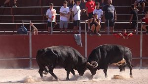 «Proyectil» anima el segundo encierro de las Fiestas de Cabanillas