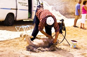 ventosa feriaoficios14