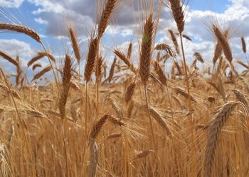 Alrededor de un 25 por ciento de los jóvenes que se incorporan a la agricultura en la provincia de Cuenca son mujeres