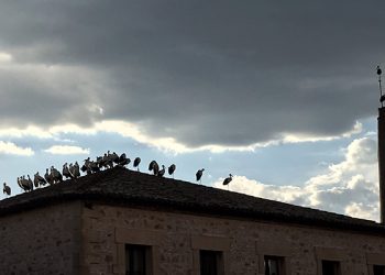 Cientos de cigüeñas hacen noche en los tejados de Beteta