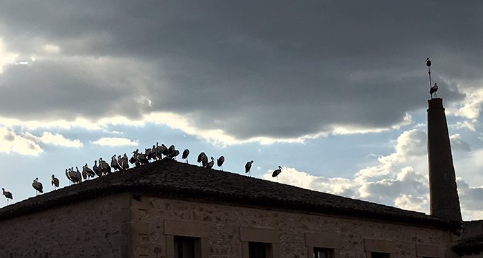 Cientos de cigüeñas hacen noche en los tejados de Beteta