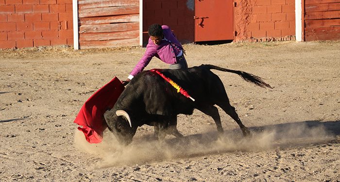 Cuatro orejas en el festejo tamajonero del certamen Guadalajara busca torero 1 Cuatro orejas en el festejo tamajonero del certamen Guadalajara busca torero