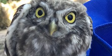 Denuncian que Cuenca se queda sin centro de recuperación de fauna amenazada en vacaciones