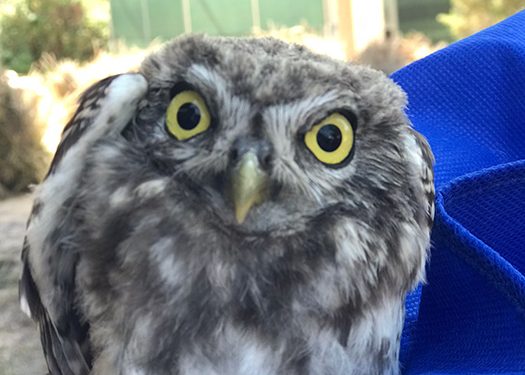 Denuncian que Cuenca se queda sin centro de recuperación de fauna amenazada en vacaciones 1 Denuncian que Cuenca se queda sin centro de recuperación de fauna amenazada en vacaciones