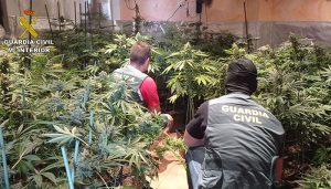 Desmantelas dos plantaciones de marihuana “indoor” en El Casar y en Cabanillas del Campo