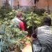 Desmantelas dos plantaciones de marihuana “indoor” en El Casar y en Cabanillas del Campo