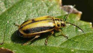 El Ayuntamiento de Guadalajara elimina la presencia de galeruca del olmo en la ciudad con la intervención en más de un millar de ejemplares