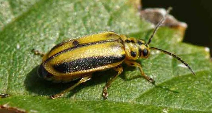 El Ayuntamiento de Guadalajara elimina la presencia de galeruca del olmo en la ciudad con la intervención en más de un millar de ejemplares 1 El Ayuntamiento de Guadalajara elimina la presencia de galeruca del olmo en la ciudad con la intervención en más de un millar de ejemplares