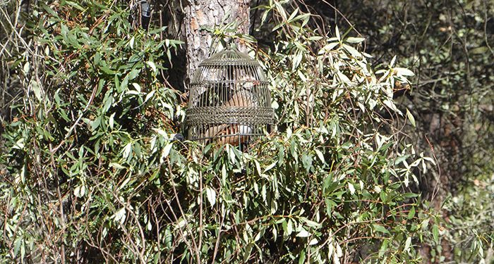 La caza se movilizará en Madrid y Castilla-La Mancha si la Ley de Bienestar Animal Estatal es aprobada