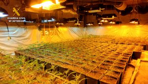 La Guardia Civil detiene a cinco personas por cultivo de marihuana en Torrejón del Rey y en El Casar