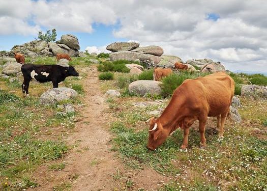 p1g3tvhhir1qqo1s9pn98v1b69l4