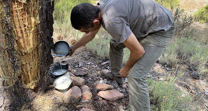 Resinlab consigue que la Junta autorice un ciclo formativo de grado superior en Cuenca sobre resinación