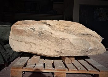Un bloque de caliza con restos óseos de un posible dinosaurio del Cretácico Inferior del yacimiento de Buenache de la Sierra llega al MUPA
