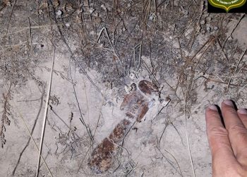 Agentes Medioambientales encuentran un obús de la Guerra Civil en Cogolludo