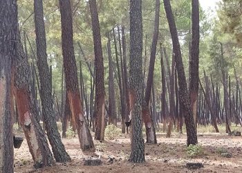 Asociacionismo y profesionalización del sector resinero en Cuenca 9 Asociacionismo y profesionalización del sector resinero en Cuenca