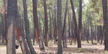 Asociacionismo y profesionalización del sector resinero en Cuenca