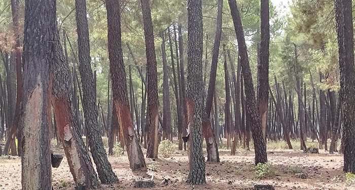 Asociacionismo y profesionalización del sector resinero en Cuenca 1 Asociacionismo y profesionalización del sector resinero en Cuenca