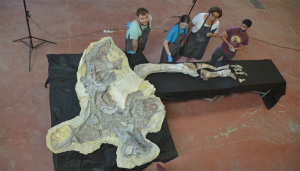 Concluye la restauración de una extremidad del titanosaurio de ‘Lo Hueco’, un hecho muy relevante para el estudio de los fósiles europeos