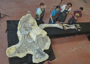 Concluye la restauración de una extremidad del titanosaurio de ‘Lo Hueco’, un hecho muy relevante para el estudio de los fósiles europeos