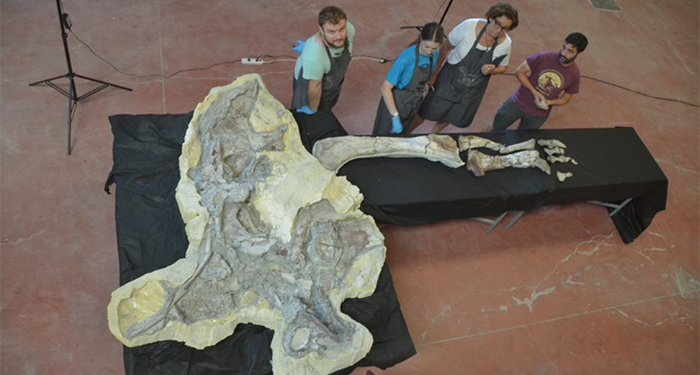 Concluye la restauración de una extremidad del titanosaurio de ‘Lo Hueco’, un hecho muy relevante para el estudio de los fósiles europeos