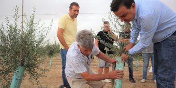 El Gobierno regional abona en octubre nueve millones de euros a los 1.078 olivicultores afectados por Filomena para hacer frente a los gastos