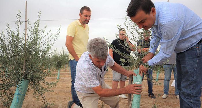 El Gobierno regional abona en octubre nueve millones de euros a los 1.078 olivicultores afectados por Filomena para hacer frente a los gastos