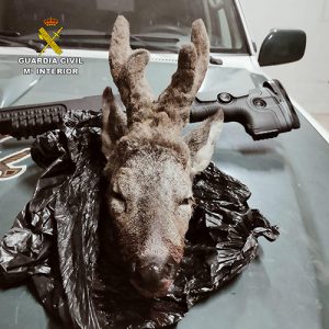 El Seprona investiga a una persona por furtivismo le sorprendieron cerca de Valdeavellano con la cabeza de un corzo