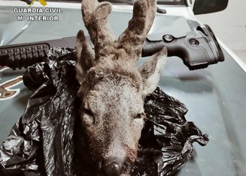 El Seprona investiga a una persona por furtivismo le sorprendieron cerca de Valdeavellano con la cabeza de un corzo