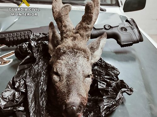 El Seprona investiga a una persona por furtivismo: le sorprendieron cerca de Valdeavellano con la cabeza de un corzo 1 El Seprona investiga a una persona por furtivismo le sorprendieron cerca de Valdeavellano con la cabeza de un corzo