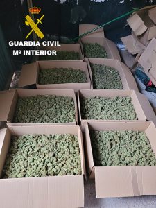 La Guardia Civil desmantela tres plantaciones de marihuana en El Ballestar, Villar de Cañas y Saelices