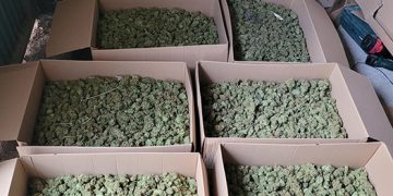 La Guardia Civil desmantela tres plantaciones de marihuana en El Ballestar, Villar de Cañas y Saelices
