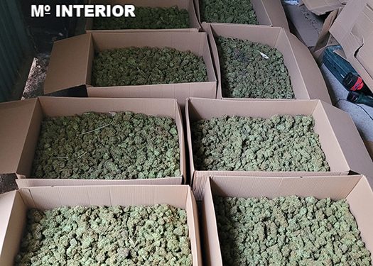 La Guardia Civil desmantela tres plantaciones de marihuana en El Ballestar, Villar de Cañas y Saelices