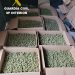 La Guardia Civil desmantela tres plantaciones de marihuana en El Ballestar, Villar de Cañas y Saelices 5 La Guardia Civil desmantela tres plantaciones de marihuana en El Ballestar, Villar de Cañas y Saelices