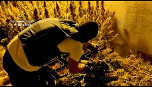 La Guardia Civil desmantela una plantación de marihuana “indoor” en Torrejón del Rey