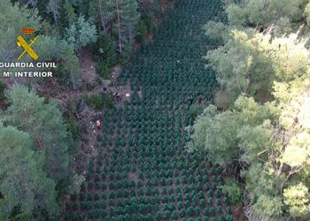 La Guardia Civil sigue desmantelando plantaciones de marihuana en Guadalajara: esta vez en un paraje natural del Señorío de Molina