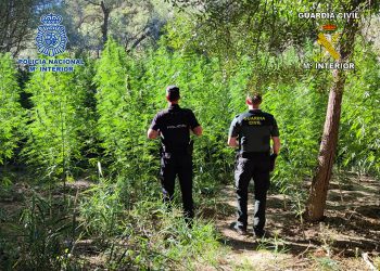Policía Nacional y Guardia Civil asestan un duro golpe al cultivo de marihuana en la provincia de Cuenca Policía Nacional y Guardia Civil asestan un duro golpe al cultivo de marihuana en la provincia de Cuenca