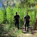 Policía Nacional y Guardia Civil asestan un duro golpe al cultivo de marihuana en la provincia de Cuenca 3 Policía Nacional y Guardia Civil asestan un duro golpe al cultivo de marihuana en la provincia de Cuenca