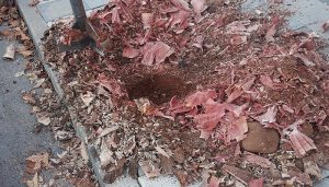 Cabanillas omienza una campaña de destoconado y replantado de árboles ornamentales