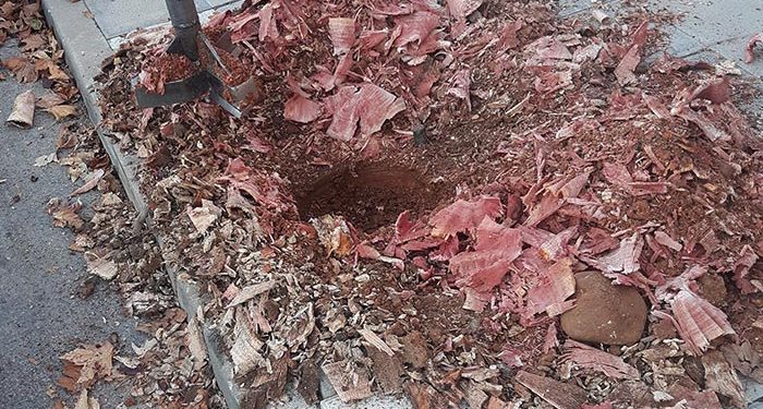 Cabanillas comienza una campaña de destoconado y replantado de árboles ornamentales 1 Cabanillas omienza una campaña de destoconado y replantado de árboles ornamentales